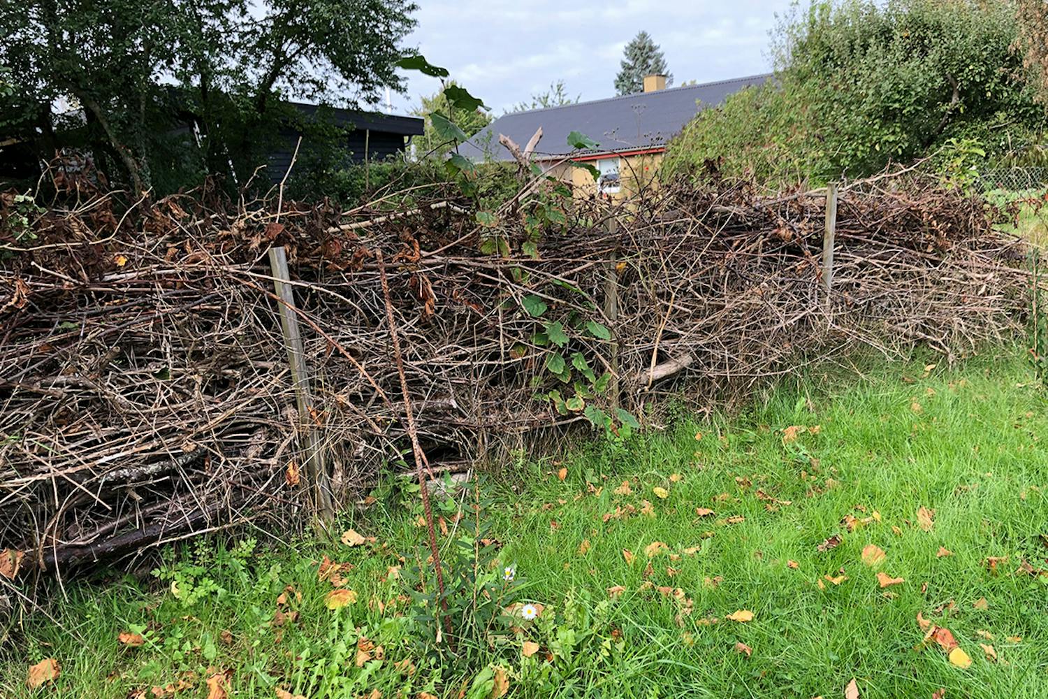 Risstaket i trädgård Risstaket i trädgård